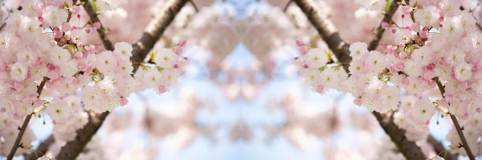 BEAUTIFUL withe apple blossoms IN EARLY SPRING Stock Photos