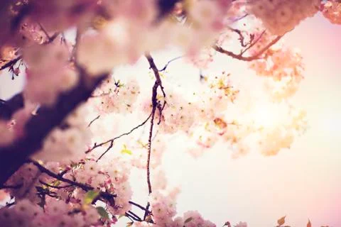 BEAUTIFUL withe apple blossoms IN EARLY SPRING Stock Photos