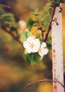 BEAUTIFUL withe apple blossoms IN EARLY SPRING Stock Photos