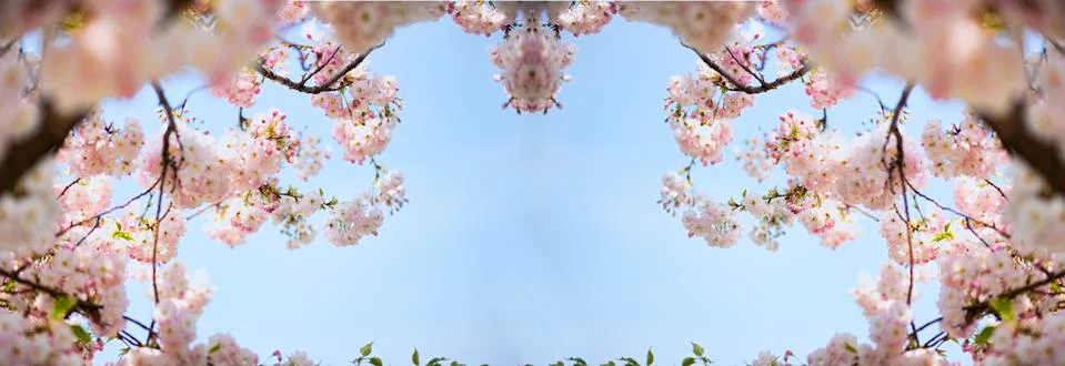 BEAUTIFUL withe apple blossoms IN EARLY SPRING Stock Photos