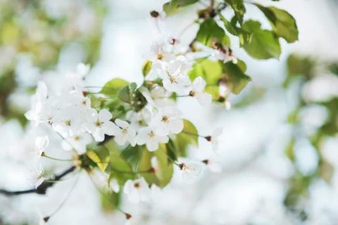 BEAUTIFUL withe apple blossoms IN EARLY SPRING Fotos de archivo