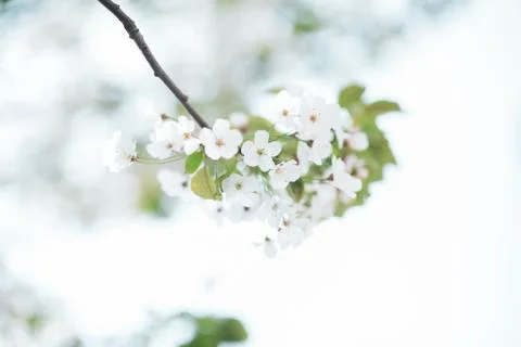 BEAUTIFUL withe apple blossoms IN EARLY SPRING Stock Photos