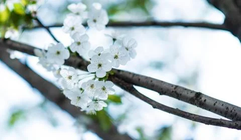 BEAUTIFUL withe apple blossoms IN EARLY SPRING Stock Photos