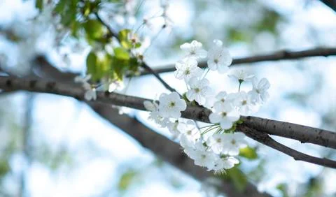 BEAUTIFUL withe apple blossoms IN EARLY SPRING Stock Photos