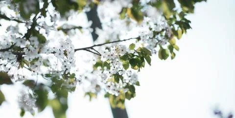 BEAUTIFUL withe apple blossoms IN EARLY SPRING Stock Photos