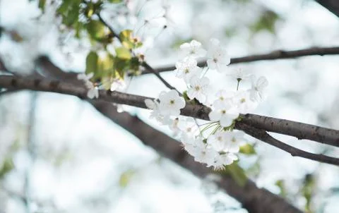 BEAUTIFUL withe apple blossoms IN EARLY SPRING Stock Photos