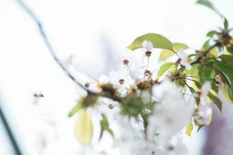 BEAUTIFUL withe apple blossoms IN EARLY SPRING Stock Photos
