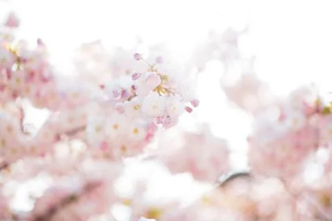 BEAUTIFUL withe apple blossoms IN EARLY SPRING Stock Photos