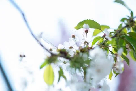 BEAUTIFUL withe apple blossoms IN EARLY SPRING Stock Photos