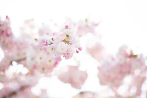 BEAUTIFUL withe apple blossoms IN EARLY SPRING Stock Photos