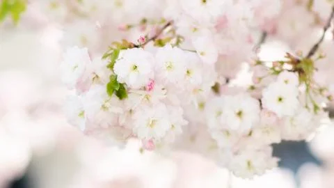 BEAUTIFUL withe apple blossoms IN EARLY SPRING Stock Photos