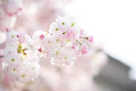 BEAUTIFUL withe apple blossoms IN EARLY SPRING Stock Photos