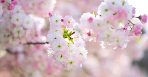 BEAUTIFUL withe apple blossoms IN EARLY SPRING Stock Photos