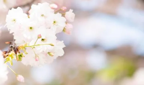 BEAUTIFUL withe apple blossoms IN EARLY SPRING Stock Photos