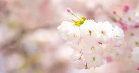 BEAUTIFUL withe apple blossoms IN EARLY SPRING Fotos de archivo