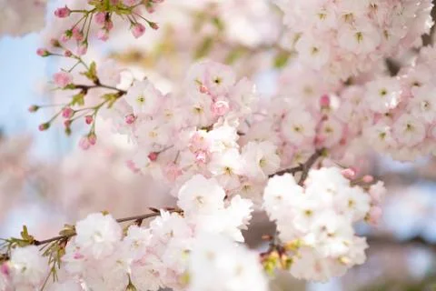BEAUTIFUL withe apple blossoms IN EARLY SPRING Stock Photos