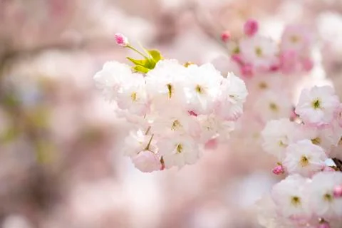 BEAUTIFUL withe apple blossoms IN EARLY SPRING Stock Photos