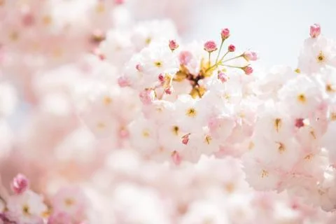 BEAUTIFUL withe apple blossoms IN EARLY SPRING Stock Photos