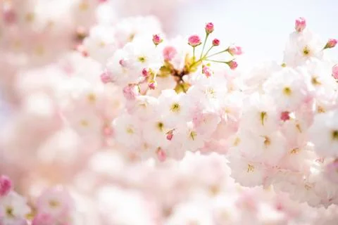 BEAUTIFUL withe apple blossoms IN EARLY SPRING Stock Photos
