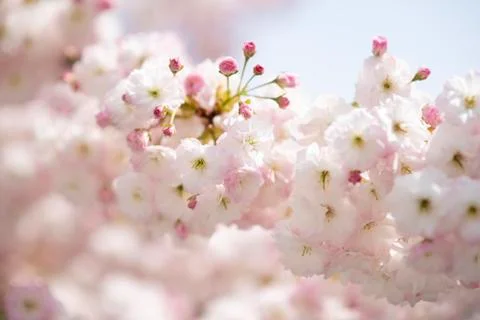 BEAUTIFUL withe apple blossoms IN EARLY SPRING Stock Photos
