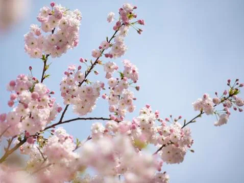 BEAUTIFUL withe apple blossoms IN EARLY SPRING Stock Photos