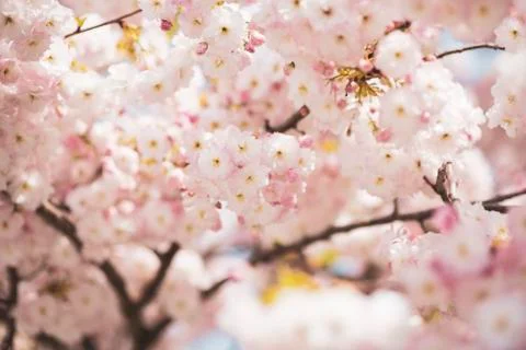 BEAUTIFUL withe apple blossoms IN EARLY SPRING Stock Photos
