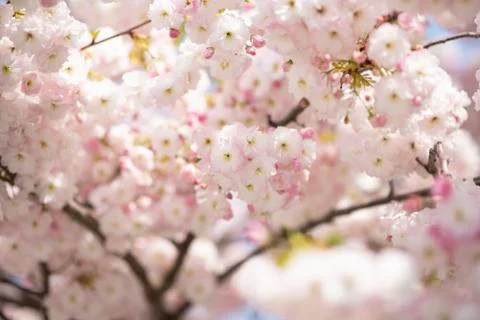 BEAUTIFUL withe apple blossoms IN EARLY SPRING Stock Photos