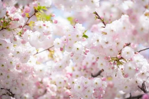 BEAUTIFUL withe apple blossoms IN EARLY SPRING Stock Photos