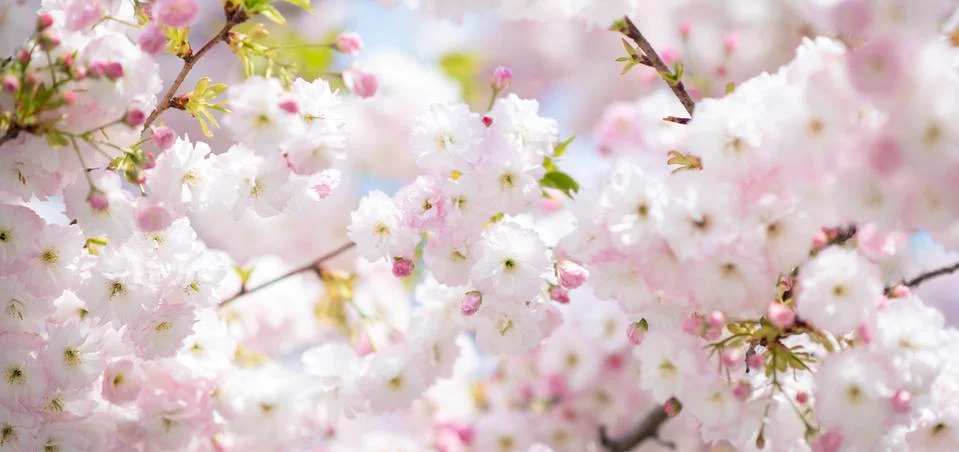 BEAUTIFUL withe apple blossoms IN EARLY SPRING Stock Photos
