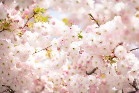BEAUTIFUL withe apple blossoms IN EARLY SPRING Stock Photos