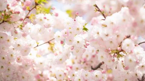 BEAUTIFUL withe apple blossoms IN EARLY SPRING Stock Photos