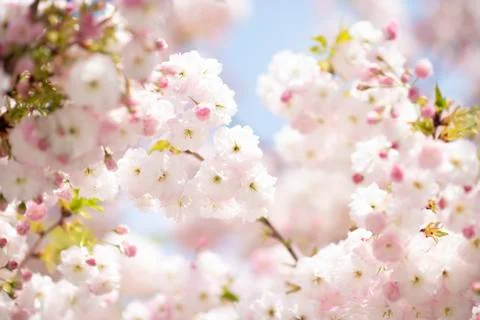 BEAUTIFUL withe apple blossoms IN EARLY SPRING Stock Photos