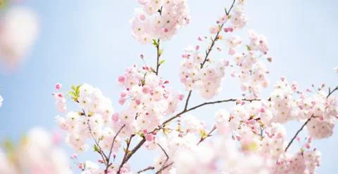 BEAUTIFUL withe apple blossoms IN EARLY SPRING Stock Photos