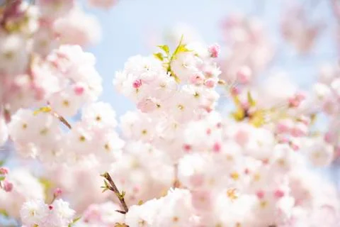 BEAUTIFUL withe apple blossoms IN EARLY SPRING Stock Photos