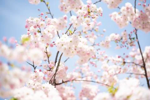 BEAUTIFUL withe apple blossoms IN EARLY SPRING Stock Photos