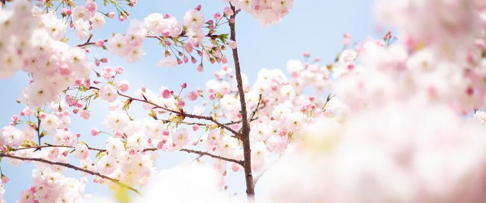 BEAUTIFUL withe apple blossoms IN EARLY SPRING Stock Photos