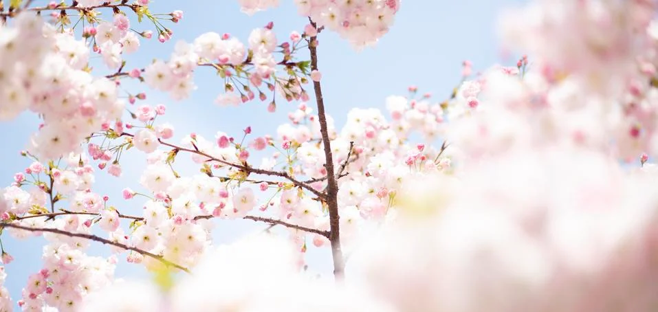 BEAUTIFUL withe apple blossoms IN EARLY SPRING Stock Photos