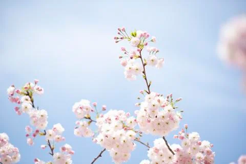 BEAUTIFUL withe apple blossoms IN EARLY SPRING Stock Photos