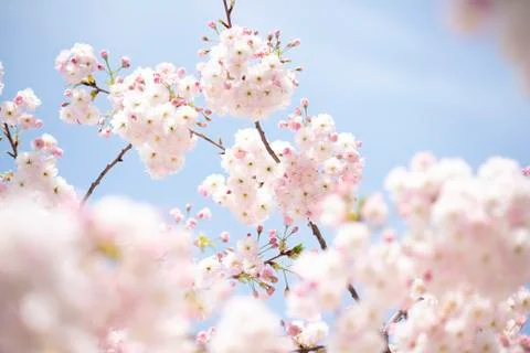 BEAUTIFUL withe apple blossoms IN EARLY SPRING Stock Photos
