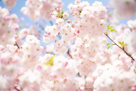BEAUTIFUL withe apple blossoms IN EARLY SPRING Stock Photos