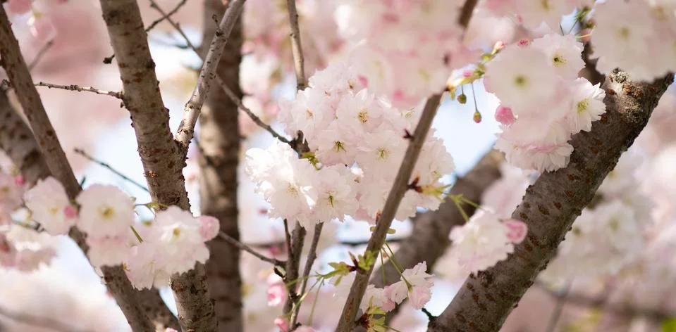 BEAUTIFUL withe apple blossoms IN EARLY SPRING Stock Photos