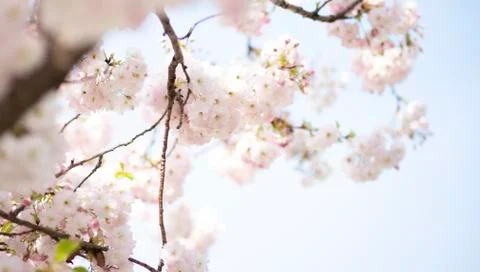 BEAUTIFUL withe apple blossoms IN EARLY SPRING Stock Photos