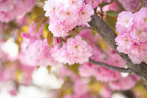 BEAUTIFUL withe apple blossoms IN EARLY SPRING Stock Photos