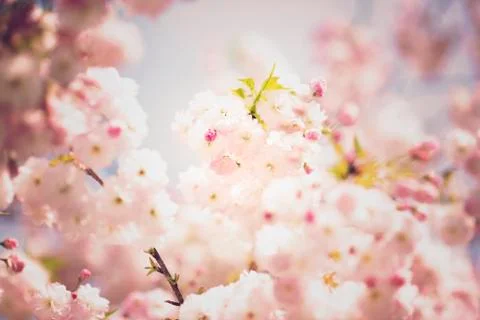 BEAUTIFUL withe apple blossoms IN EARLY SPRING Stock Photos