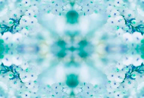 BEAUTIFUL withe apple blossoms IN EARLY SPRING Stock Photos