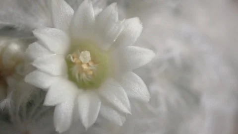 Beautiful withe cactus flower Stock Footage 99222087