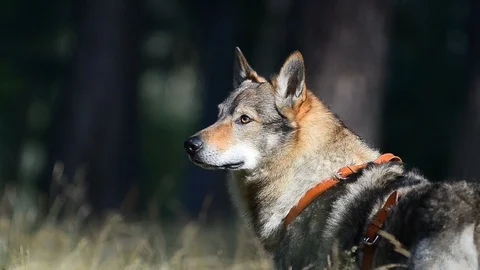 Beautiful wolf dog turned to camera Stock Footage 95063722