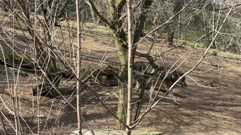 A beautiful wolf spends his time at his pleasure. 4K video  Stock Footage 236713984