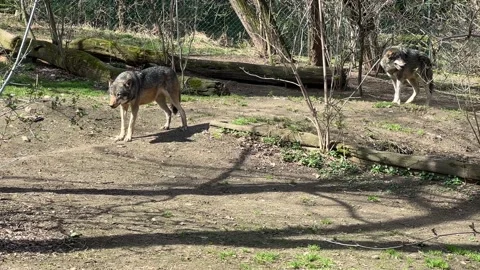 A beautiful wolf spends his time at his pleasure. 4K footage  Stock Footage 236714029