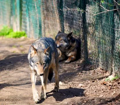 A beautiful wolf spends his time at his pleasure. Stock Photos